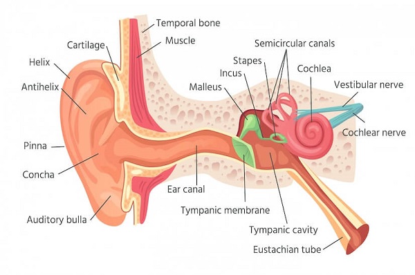 human-ear-anatomy-ears-inner-structure-organ-hearing-1.jpg