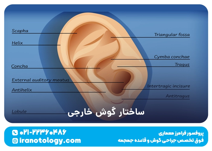 ساختار گوش خارجی