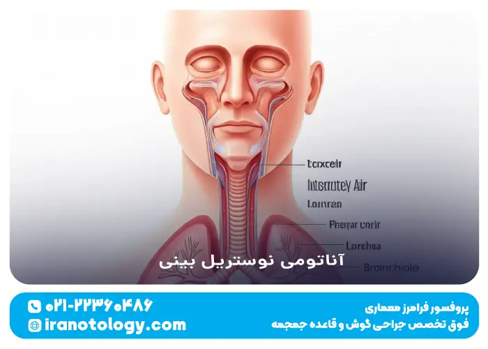 آناتومی نوستریل بینی