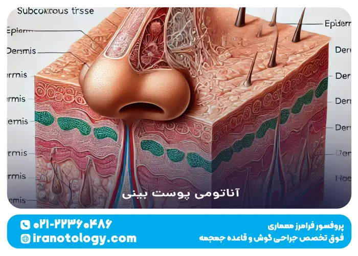 آناتومی پوست بینی